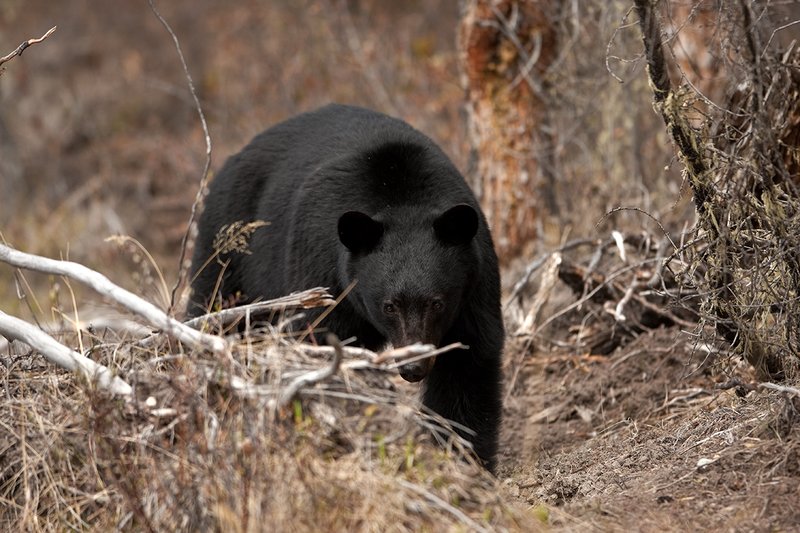 TC-Black Bear-D00048-00887.jpg :: Large boar black bear walking quartering on down a trail with his eyes locked straight ahead