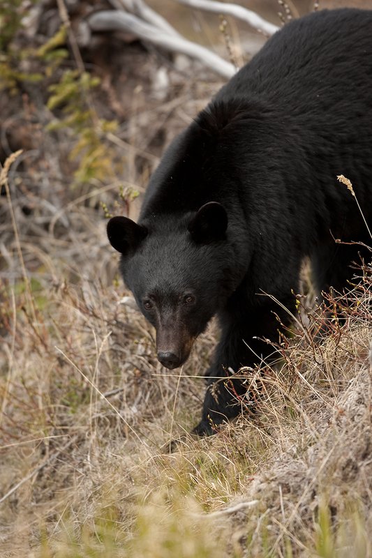 TC-Black Bear-D00048-00888.jpg :: Large boar black bear walking quartering on down a steep hill in timber with his eyes intently looking at the camera