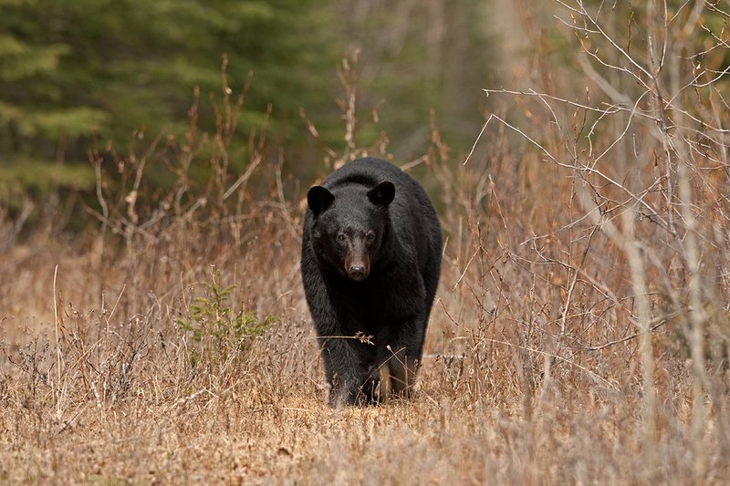 TC-Black Bear-D00048-00894.jpg :: Large boar black bear walking straight on in small opening in timber with his eyes locked straight ahead focused on what's ahead of him