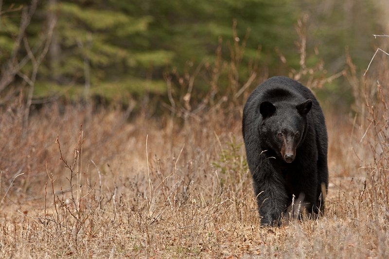 TC-Black Bear-D00048-00897.jpg :: Large boar black bear walking straight on in small opening in timber with his eyes locked straight ahead focused on what's ahead of him