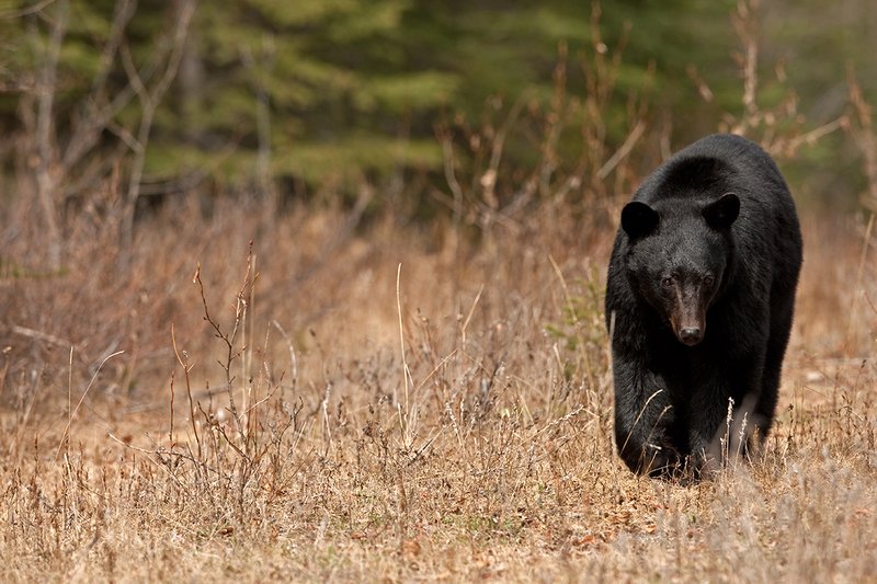 TC-Black Bear-D00048-00900.jpg :: Large boar black bear walking straight on in small opening in timber with his eyes locked straight ahead focused on what's ahead of him