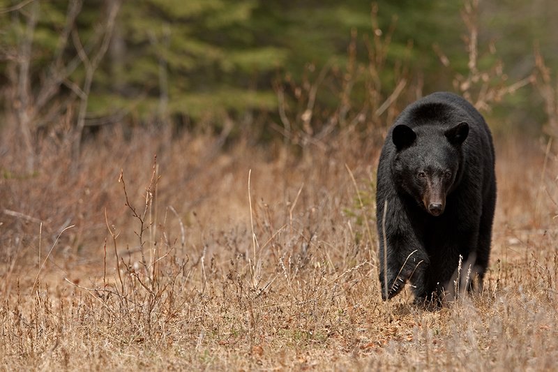 TC-Black Bear-D00048-00902.jpg :: Large boar black bear walking straight on in small opening in timber with his eyes locked straight ahead focused on what's ahead of him