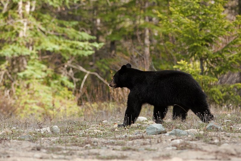 TC-Black Bear-D00048-01030.jpg :: Large boar black color phase black bear walking at the dge of timber