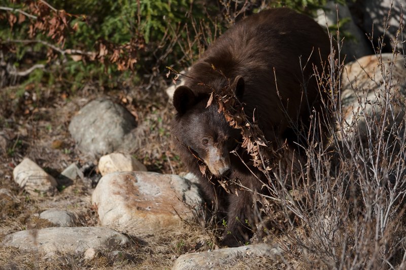 TC-Black Bear-D00048-01033.jpg :: Brown Color Phase Black Bear stepping out of timber onto rock strewn creek bottom looking for food