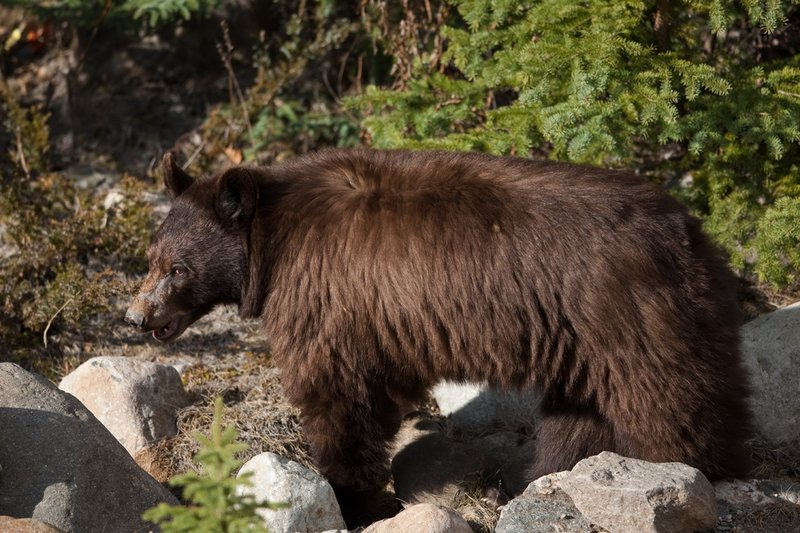 TC-Black Bear-D00048-01034.jpg :: Brown Color Phase Black Bear stepping out of timber onto rock strewn creek bottom looking for food