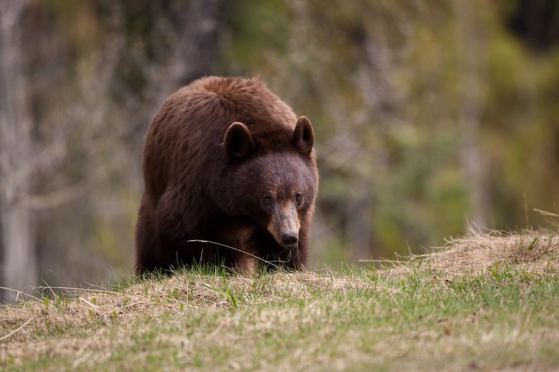 TC-Black Bear-D00048-01036.jpg :: Brown Color Phase Black Bear standing straight on on crest of a ridge intently looking ahead