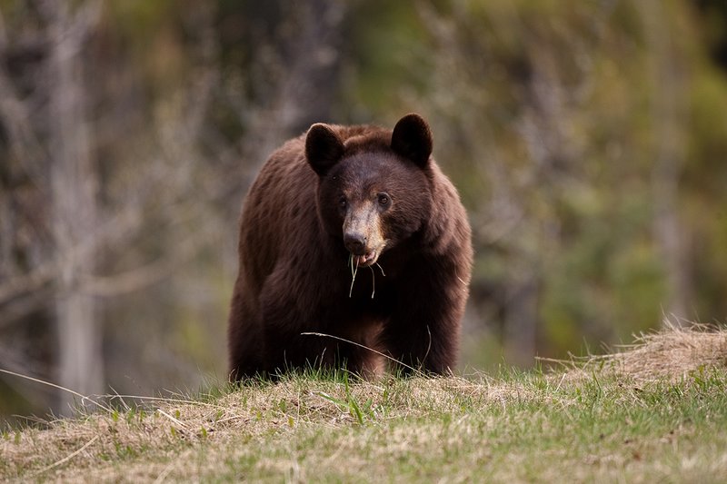 TC-Black Bear-D00048-01041.jpg :: Brown Color Phase Black Bear standing straight on on crest of a ridge intently looking ahead