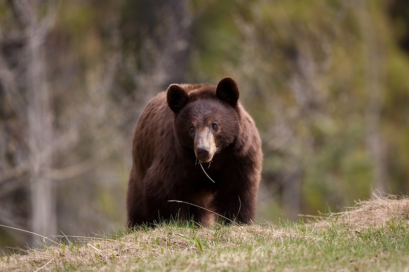 TC-Black Bear-D00048-01047.jpg :: Brown Color Phase Black Bear standing straight on on crest of a ridge intently looking ahead