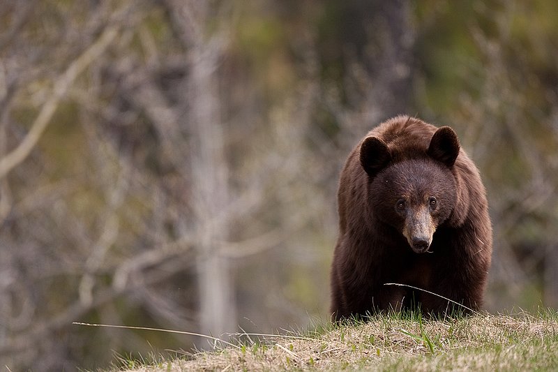TC-Black Bear-D00048-01056.jpg :: Brown Color Phase Black Bear standing straight on on crest of a ridge intently looking ahead