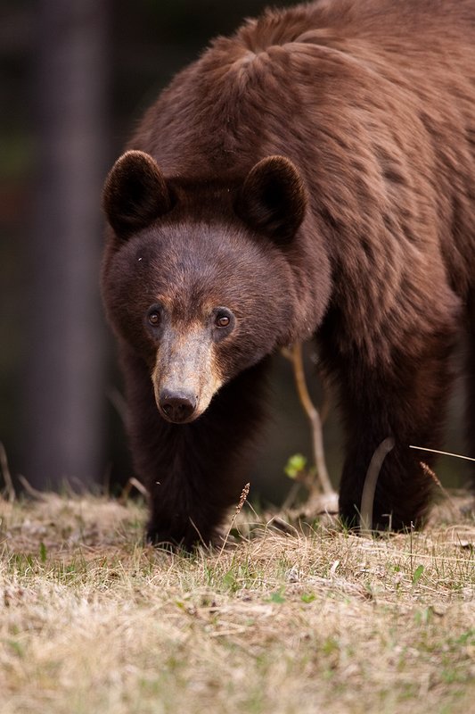 TC-Black Bear-D00048-01059.jpg :: Brown Color Phase Black Bear standing straight on on crest of a ridge intently looking ahead