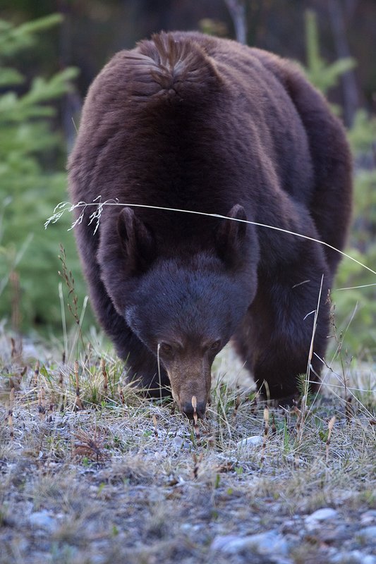 TC-Black Bear-D00048-01062.jpg :: Brown Color Phase Black Bear standing straight on on crest of a ridge intently looking ahead