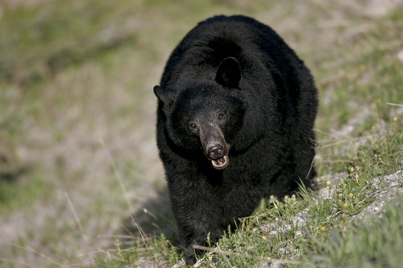 TC-Black Bear-D00048-01164.jpg :: Boar Black Bear (Black Color Phase) standing alertly on steep hillside with spring grass emerging with dandelions