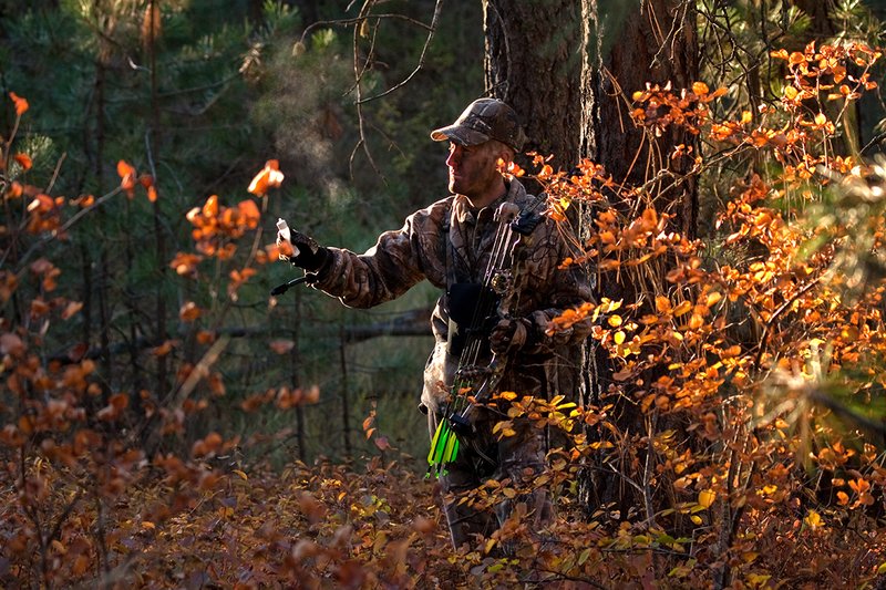 TC-Bowhunter-D90010-00756.jpg :: Bowhunter wearing Realtree AP Brown Camo and carrying a Hoyt Bow testing the wind direction with a squeeze bottle of corn starch in open timber with fall colors showing in grass and on leaves of trees/brush
