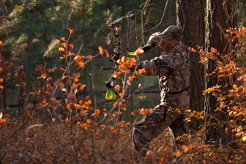 TC-Bowhunter-D90010-00768.jpg :: Bowhunter wearing Realtree AP Brown Camo ready to draw a Hoyt Bow while stillhunting in open timber with fall colors showing in grass and on leaves of trees/brush