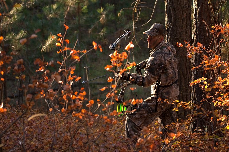 TC-Bowhunter-D90010-00775.jpg :: Bowhunter wearing Realtree AP Brown Camo with his Hoyt Bow at ready while stillhunting in open timber with fall colors showing in grass and on leaves of trees/brush