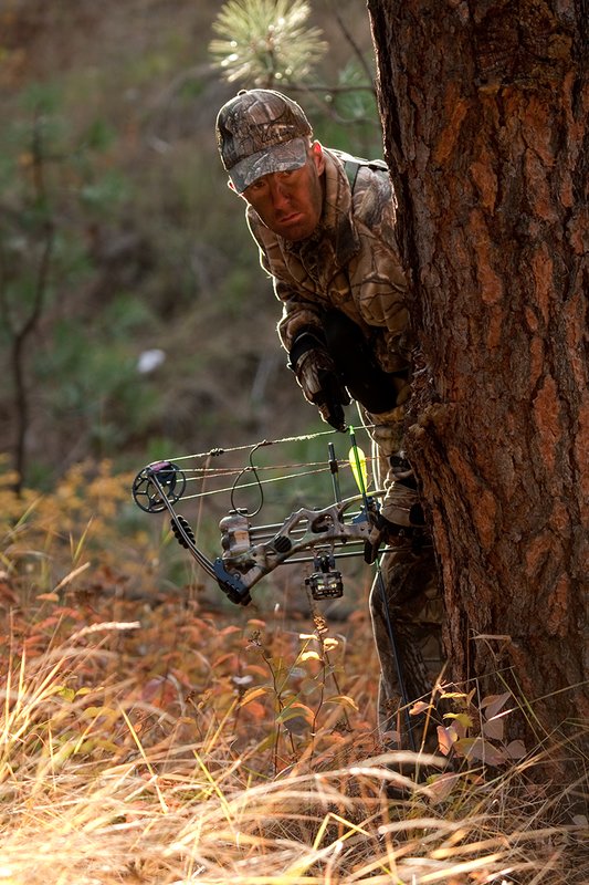 TC-Bowhunter-D90010-00792.jpg :: Bowhunter wearing Realtree AP Brown Camo peering around a pine tree with his Hoyt Bow at the ready while stillhunting in open timber with fall colors showing in grass and on leaves of trees/brush