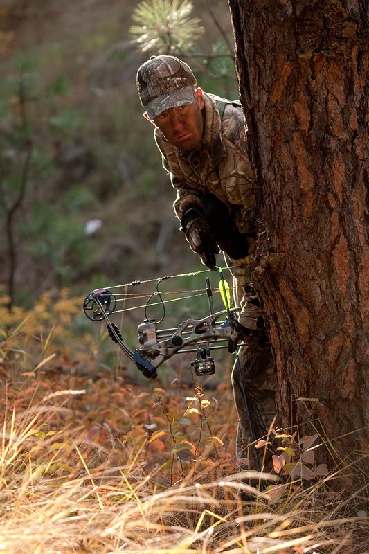 TC-Bowhunter-D90010-00795.jpg :: Bowhunter wearing Realtree AP Brown Camo peering around a pine tree with his Hoyt Bow at the ready while stillhunting in open timber with fall colors showing in grass and on leaves of trees/brush