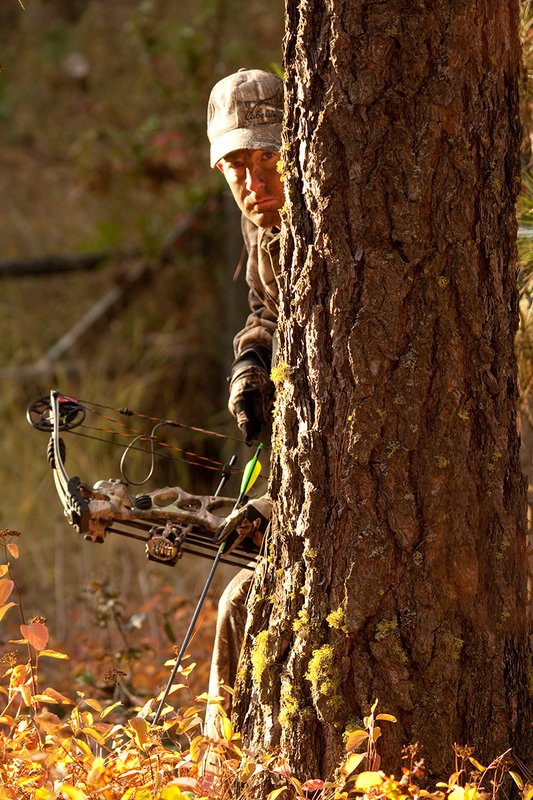TC-Bowhunter-D90010-00799.jpg :: Bowhunter wearing Realtree AP Brown Camo peering around a pine tree with his Hoyt Bow at the ready while stillhunting in open timber with fall colors showing in grass and on leaves of trees/brush