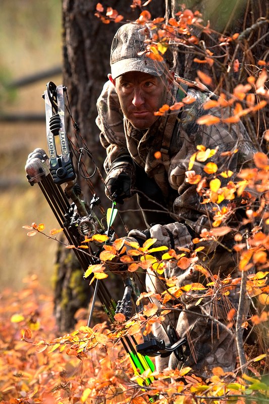 TC-Bowhunter-D90010-00800.jpg :: Bowhunter wearing Realtree AP Brown Camo with his Hoyt Bow at ready while stillhunting in open timber with fall colors showing in grass and on leaves of trees/brush