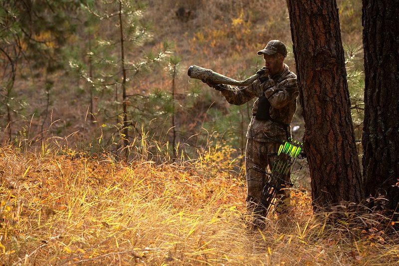 TC-Bowhunter-D90010-00819.jpg :: Bowhunter bugling for elk wearing Realtree AP Brown Camo with a Hoyt Bow leaning up against a tree while stillhunting in open timber with fall colors showing in grass and on leaves of trees/brush