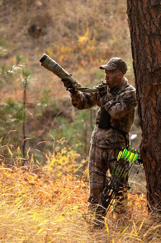 TC-Bowhunter-D90010-00822.jpg :: Bowhunter bugling for elk wearing Realtree AP Brown Camo with a Hoyt Bow leaning up against a tree while stillhunting in open timber with fall colors showing in grass and on leaves of trees/brush