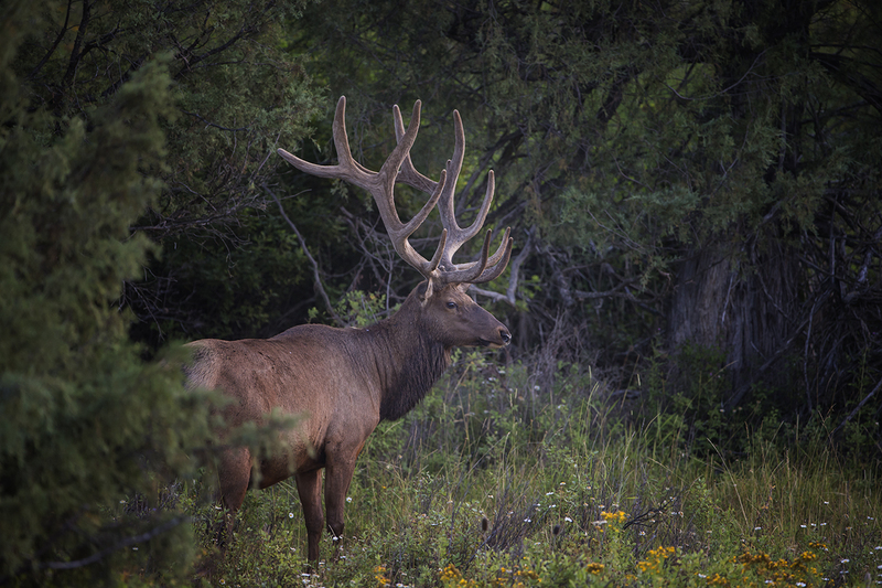TC-Bull Elk Velvet-D00313-00085.jpg :: 6x6 Bull elk in velvet in brushy bottom