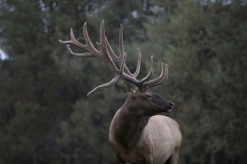 TC-Bull Elk Velvet-D00313-00110.jpg :: 7x9 Bull elk with a drop tine in velvet in late summer.