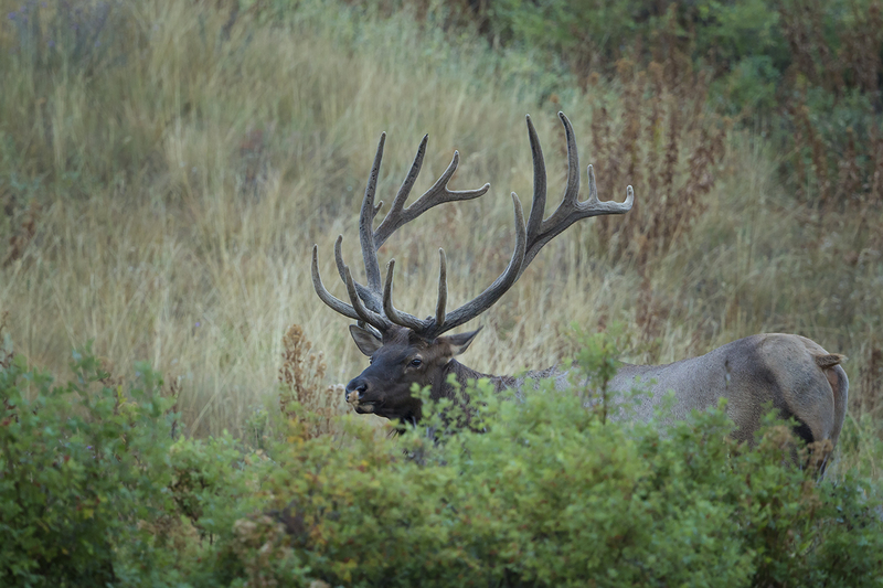 TC-Bull Elk Velvet-D00313-00149.jpg :: 7x9 Bull elk with a drop tine in velvet in late summer feeding on leaves of bush.