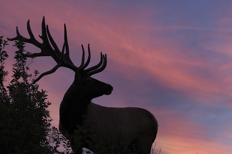 TC-Bull Elk Velvet-D00313-00176.jpg :: 7x9 Bull elk with a drop tine in velvet standing on a ridge line silhouetted against storm clouds in late summer.