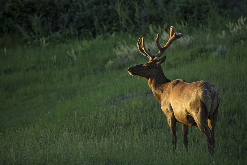 TC-Bull Elk Velvet-D00313-00198.jpg :: 6x6 Bull Elk in velvet, standing in grassy meadow as the first rays of the morning sun shine on his body.