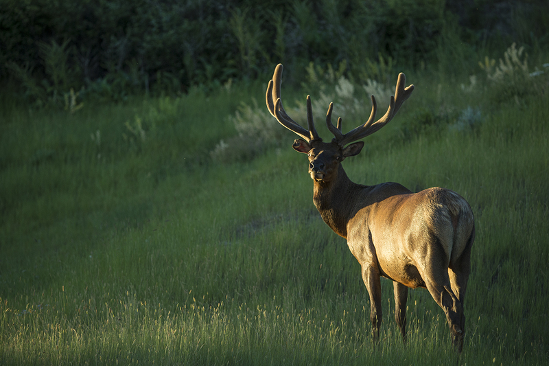 TC-Bull Elk Velvet-D00313-00212.jpg :: 6x6 Bull Elk in velvet, standing in grassy meadow as the first rays of the morning sun shine on his body.