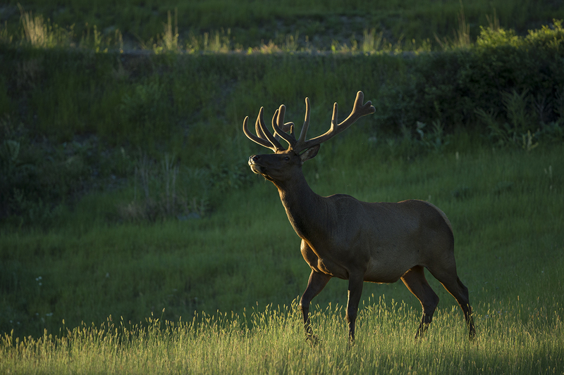 TC-Bull Elk Velvet-D00313-00224.jpg :: 6x6 Bull Elk in velvet, walking across a grassy meadow as the first rays of the morning sun shine on his body.