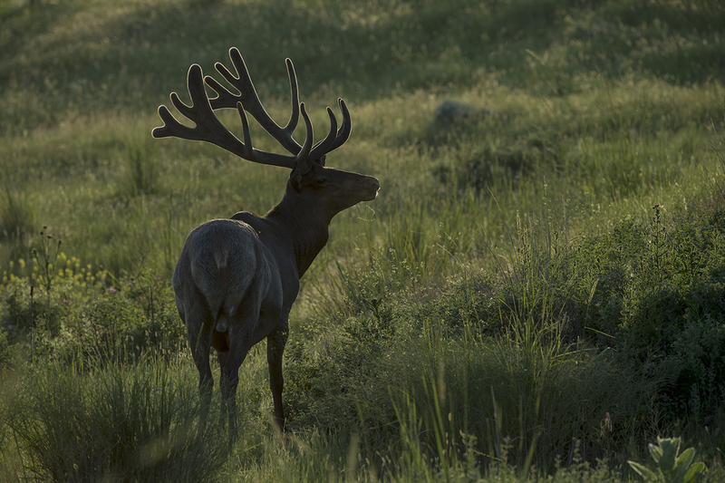 TC-Bull Elk Velvet-D00313-00255.jpg :: Trophy Class 7x7 bull elk in velvet back lit in early morning light