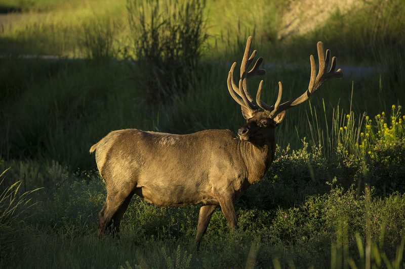TC-Bull Elk Velvet-D00313-00260.jpg :: Trophy Class 7x7 bull elk in velvet, head up, alert, standing in tall meadow grass