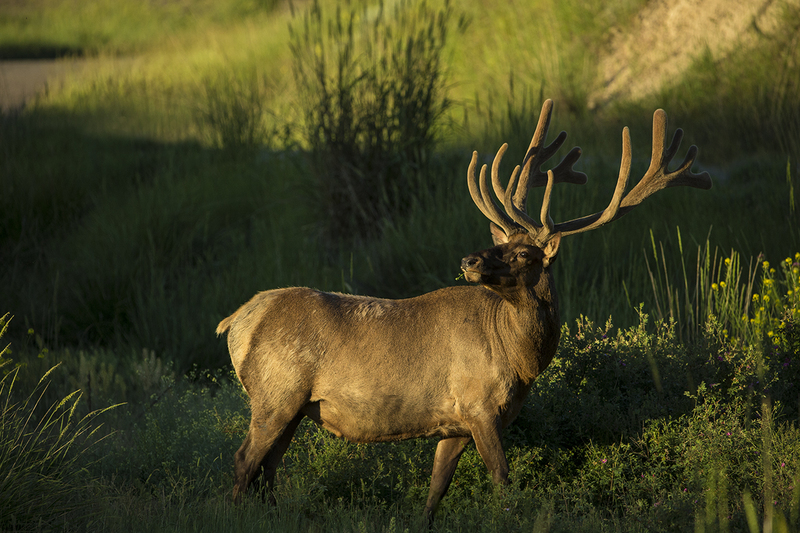 TC-Bull Elk Velvet-D00313-00265.jpg :: Trophy Class 7x7 bull elk in velvet, head up, alert, standing in tall meadow grass