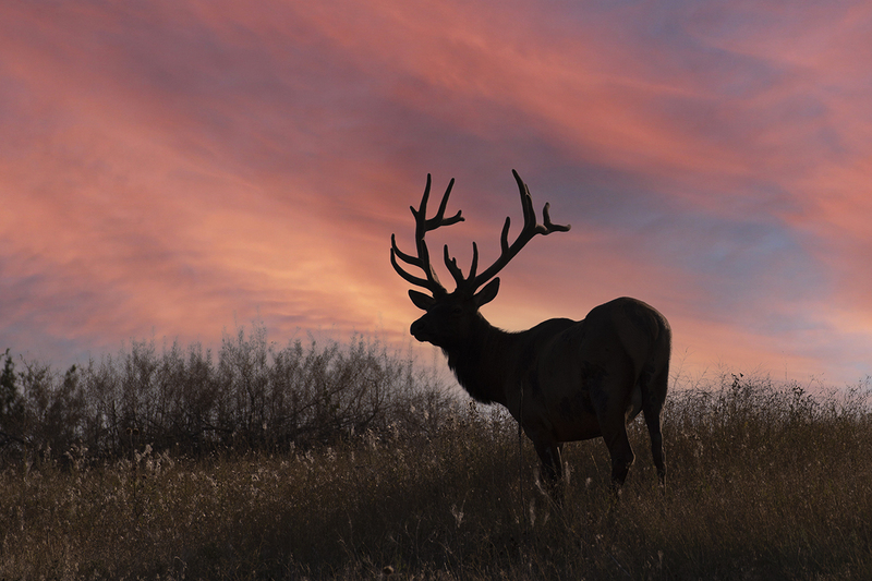 TC-Bull Elk Velvet-D00313-00287.jpg :: 7x9 nontypical bull elk silhouetted against morning sky