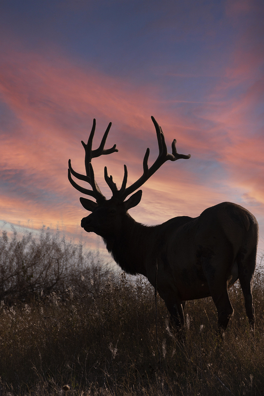 TC-Bull Elk Velvet-D00313-00289.jpg :: 7x9 nontypical bull elk silhouetted against morning sky