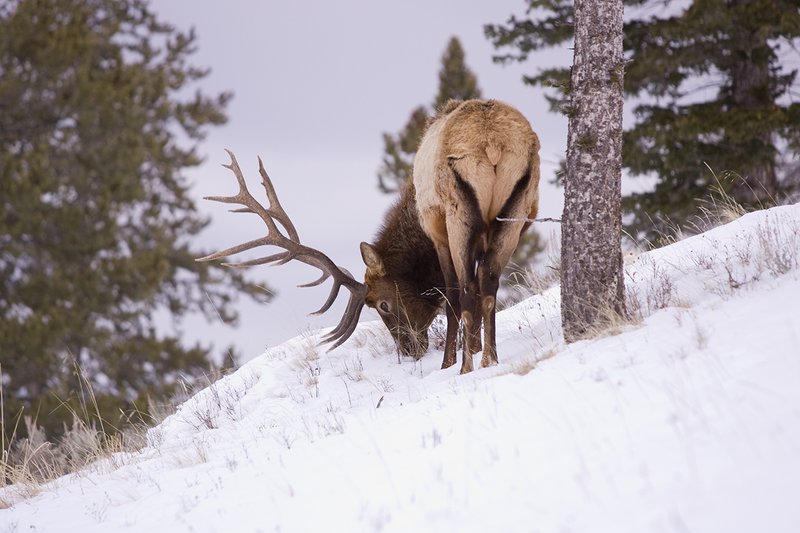 TC-Bull Elk in Snow-D00311-00001.jpg :: 6x7 bull elk in snow among pine trees in open timber and sage