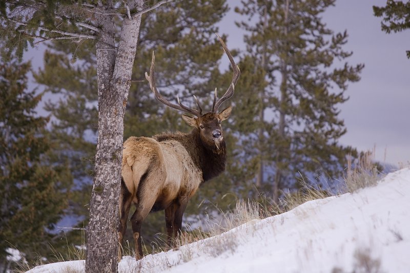 TC-Bull Elk in Snow-D00311-00005.jpg :: 6x7 bull elk in snow among pine trees in open timber and sage