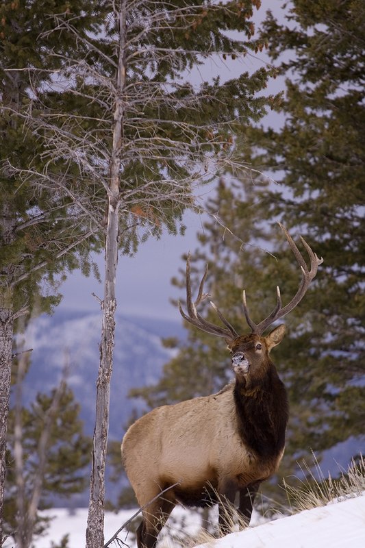 TC-Bull Elk in Snow-D00311-00007.jpg :: 6x7 bull elk in snow among pine trees in open timber and sage
