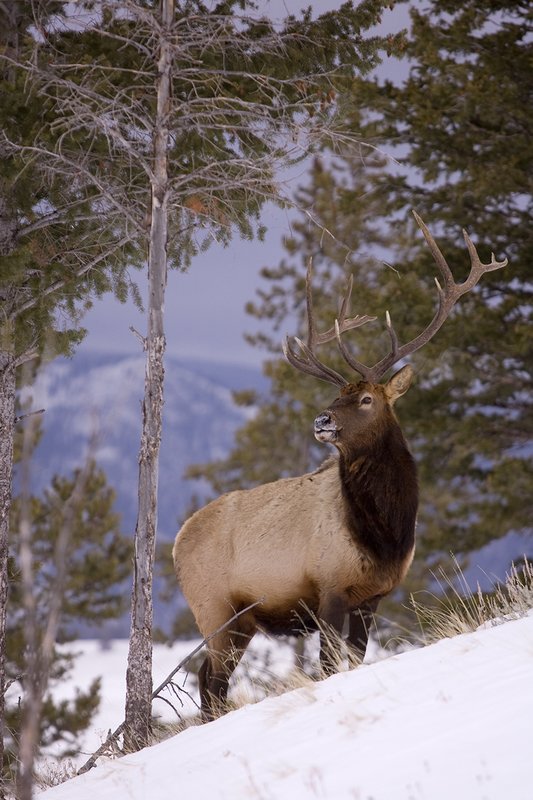 TC-Bull Elk in Snow-D00311-00012.jpg :: 6x7 bull elk in snow among pine trees in open timber and sage