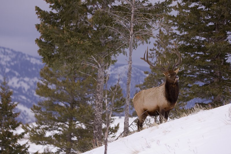 TC-Bull Elk in Snow-D00311-00015.jpg :: 6x7 bull elk in snow among pine trees in open timber and sage