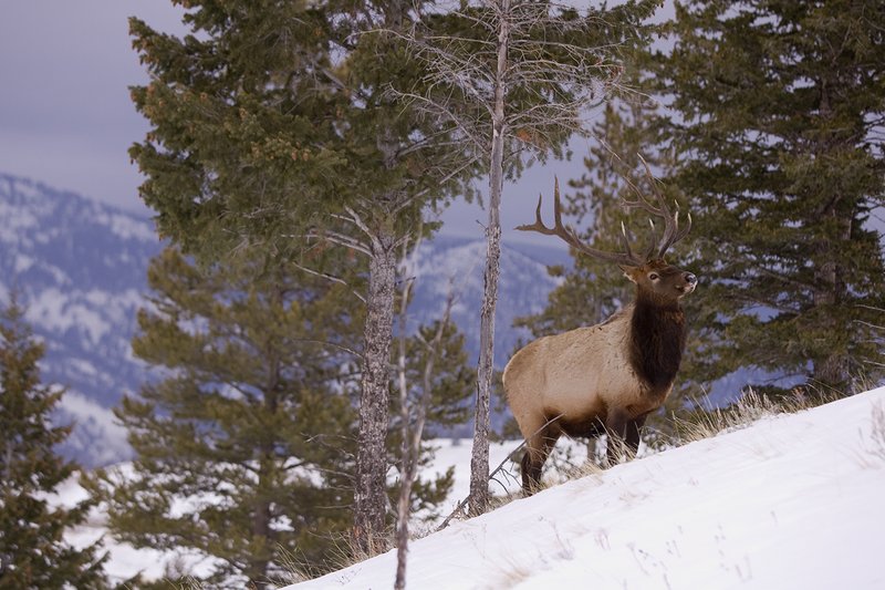 TC-Bull Elk in Snow-D00311-00020.jpg :: 6x7 bull elk in snow among pine trees in open timber and sage