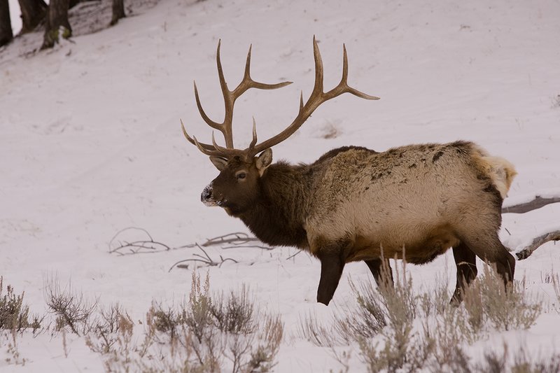 TC-Bull Elk in Snow-D00311-00027.jpg :: 6x6 bull elk in wintery snow covered open timber and sage.
