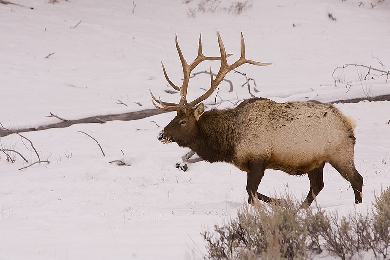 TC-Bull Elk in Snow-D00311-00032.jpg :: 6x6 bull elk in wintery snow covered open timber and sage.