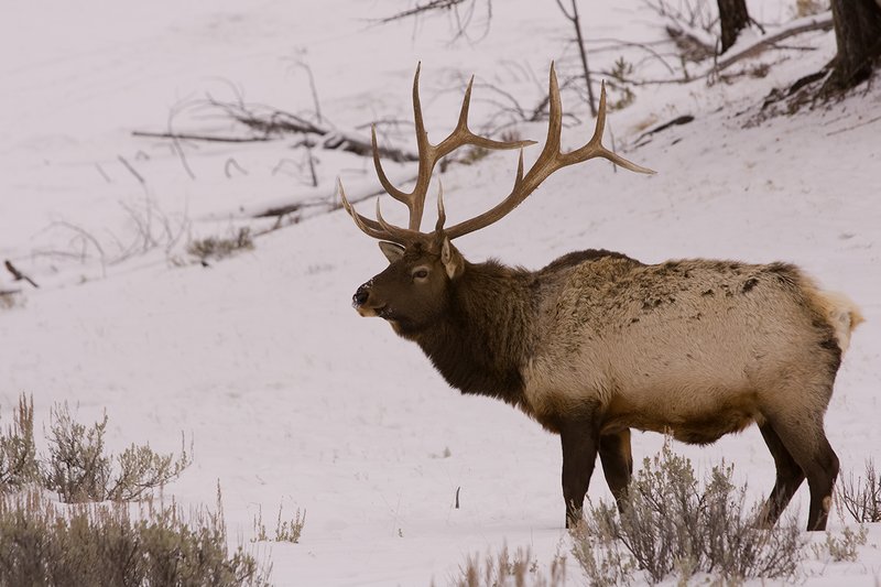 TC-Bull Elk in Snow-D00311-00033.jpg :: 6x6 bull elk in wintery snow covered open timber and sage.