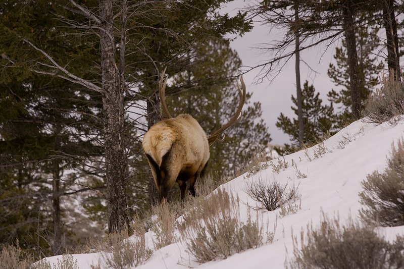 TC-Bull Elk in Snow-D00311-00041.jpg :: 6x6 bull elk in wintery snow covered open timber and sage.
