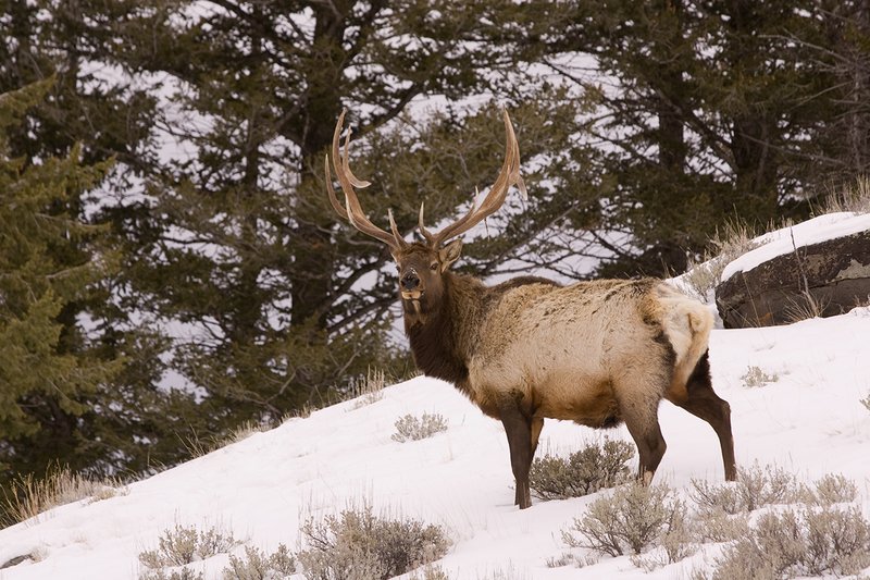 TC-Bull Elk in Snow-D00311-00042.jpg :: 6x6 bull elk in wintery snow covered open timber and sage.