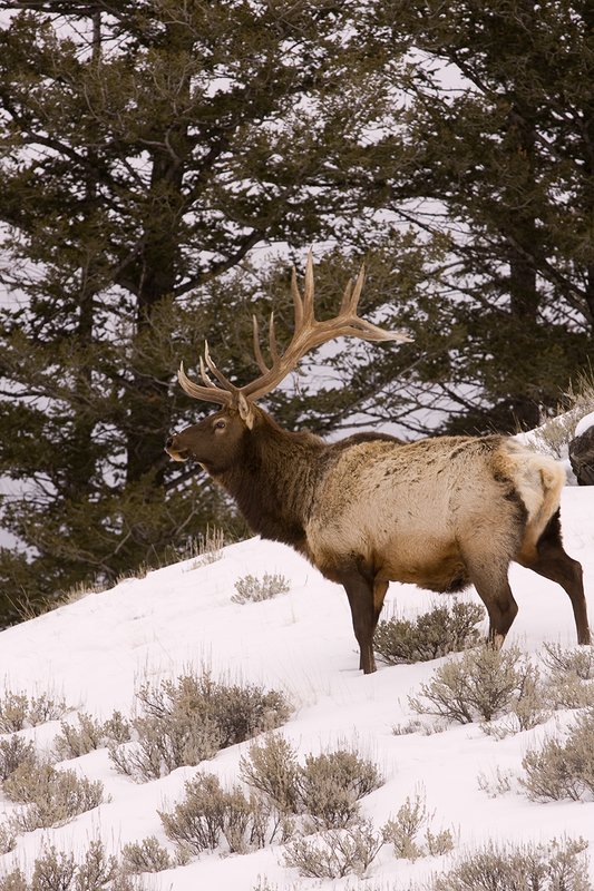 TC-Bull Elk in Snow-D00311-00044.jpg :: 6x6 bull elk in wintery snow covered open timber and sage.