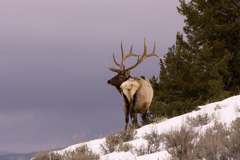 TC-Bull Elk in Snow-D00311-00045.jpg :: 6x6 bull elk in wintery snow covered open timber and sage.